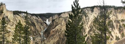 A panoramic view of Lower Falls in Yellowstone, including the falls, the mountains and some pine trees in the foreground.