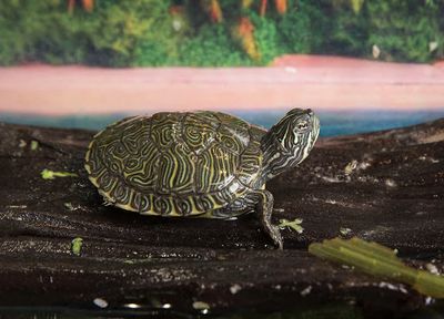 Small turtle on a tree.