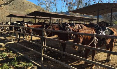 Horses