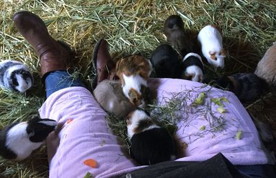 Piggies